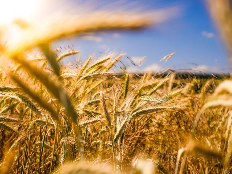 Landesausschuss: Wir bieten Landwirt*innen eine sichere Zukunft