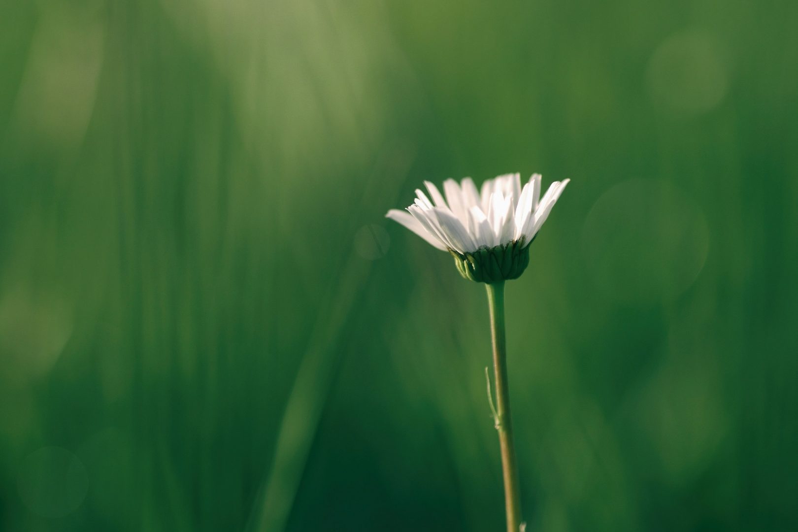 Gänseblümchen