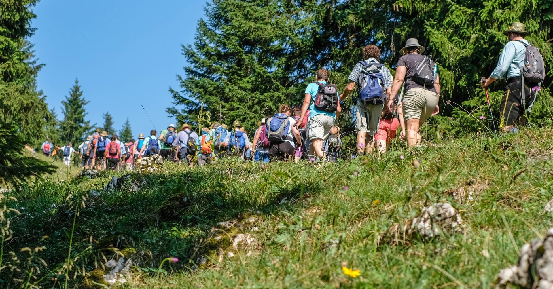 Impression von der Hauptalmbegehung 2018: Eine lange Reihe Menschen wandert bei bestem Wetter durch luftigen Bergwald.