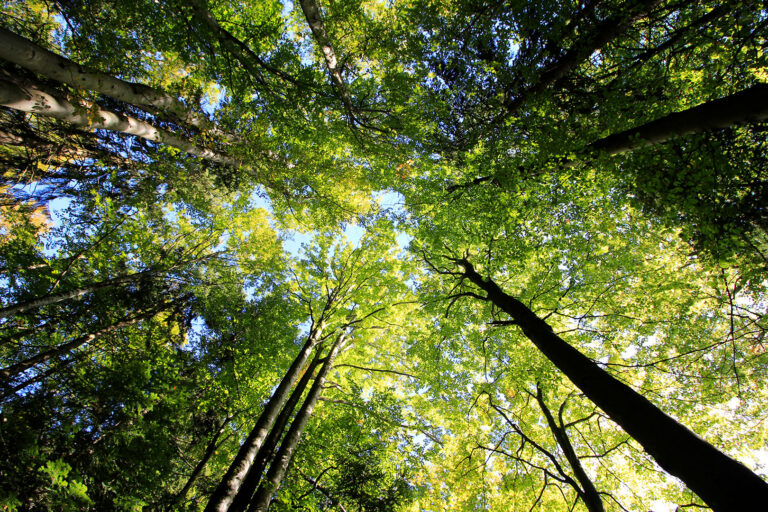 Wald mit Zukunft