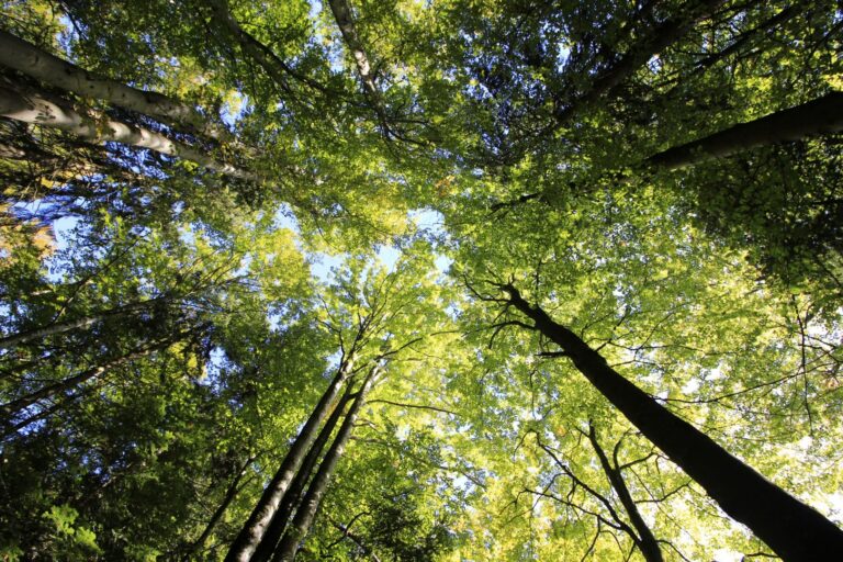 Der wilde Wald