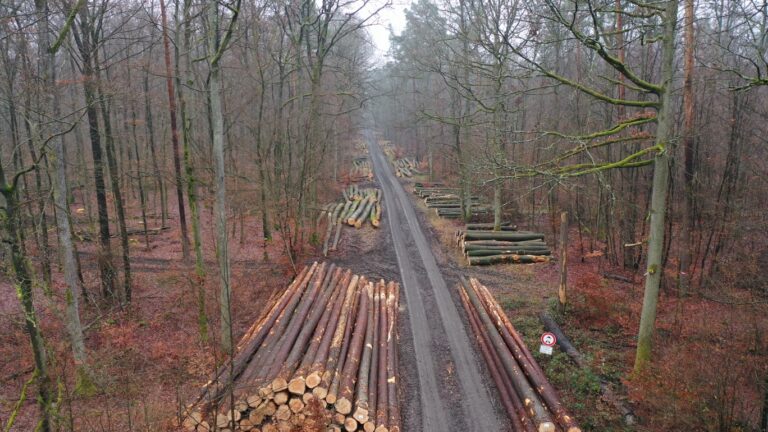 Bayerns letzte alte Buchen im Steigerwald schützen: Einschlag muss aufhören