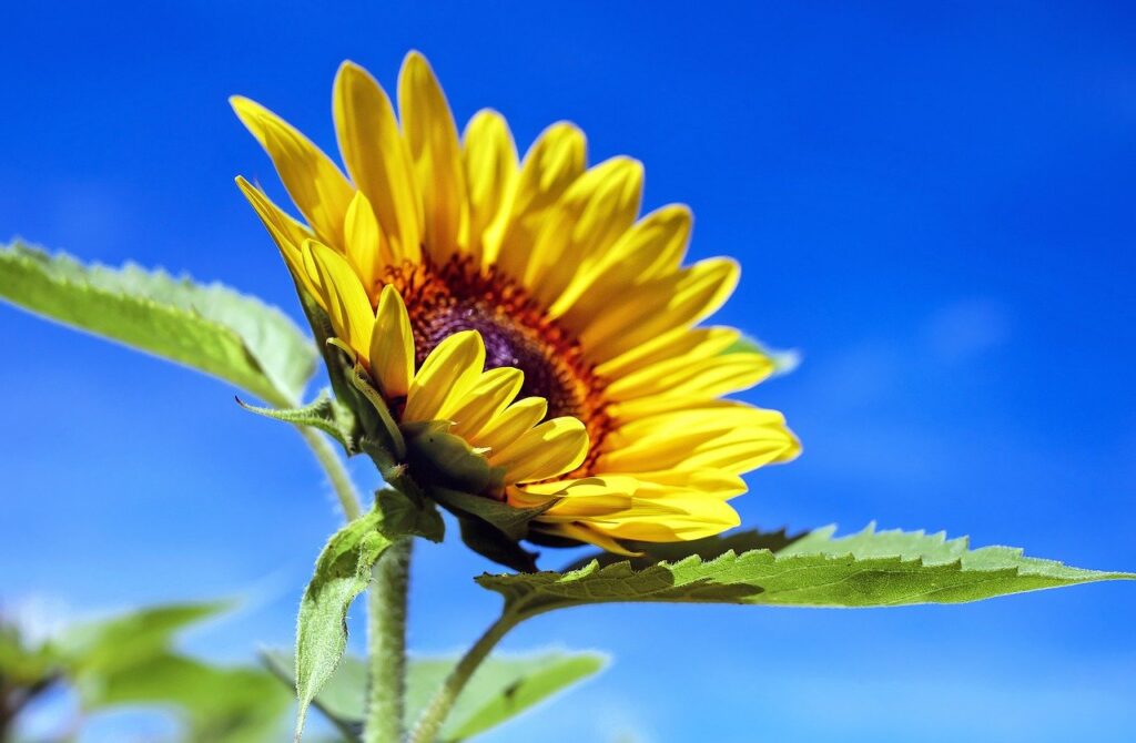 Sunflower Flower Plant Petals - Couleur / Pixabay