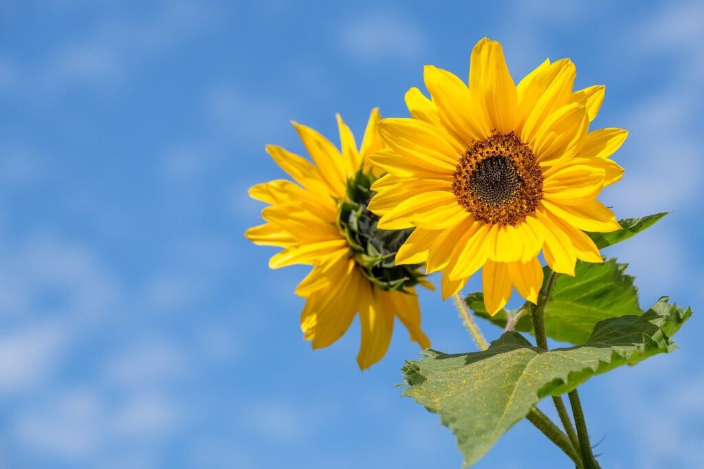 Sunflower Flower Summer Blossom - Bru-nO / Pixabay